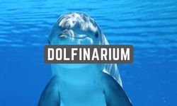 parkeren dolfinarium